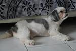 Pappu Boy - Shih Tzu Dog