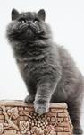 Boboo - Persian Cat