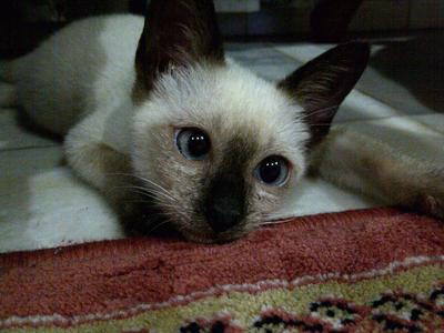 Louis - Domestic Short Hair + Siamese Cat