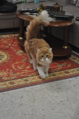 Mok.. - Maine Coon + Persian Cat
