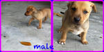 Little Ones - Mixed Breed Dog