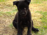 Puppies For Adoptation - Mixed Breed Dog