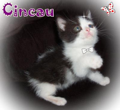 Cincau - British Shorthair Cat