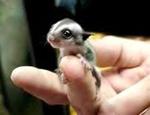 Sugar Glider (Kl) Homebreed - Sugar Glider Small & Furry