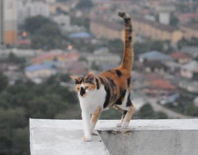 Praline - Calico Cat