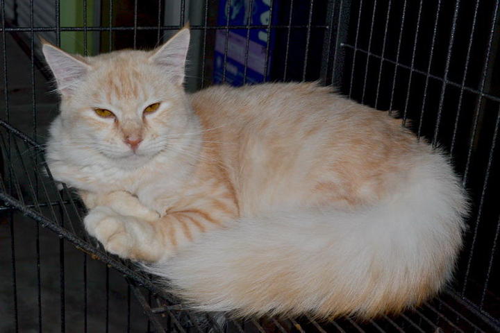 Maine Coon + Persian Kitten Sold 9 Years 5 Months, Maine Coon Persian