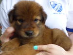 2) Male - Brown (Adopted)