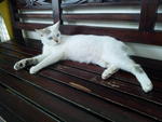 Princess - Domestic Short Hair Cat