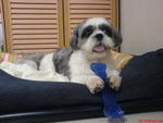 Bibi - Shih Tzu Dog