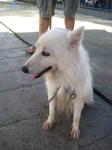 Old: Tag 26 - Adopted - 200903 - Spitz Dog
