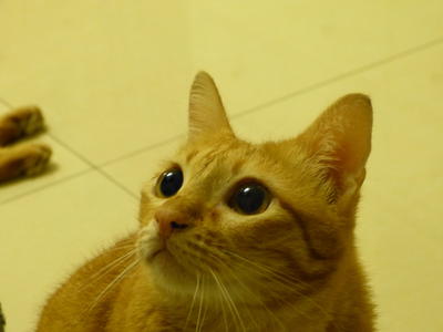 Gabriel - Bobtail + Japanese Bobtail Cat