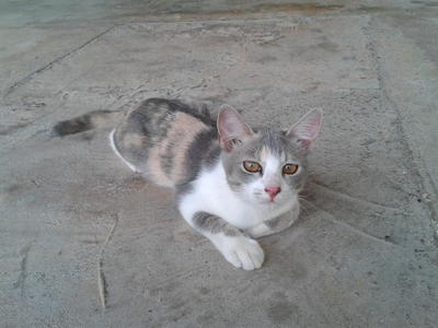 Tompok - Domestic Short Hair Cat