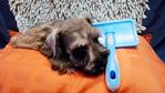Miniature Schnauzer Tiny Size - Schnauzer Dog
