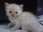 Kira - Persian Cat