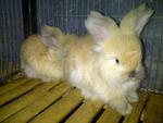 English Anggora - Angora Rabbit Rabbit