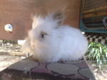 Teddy Bear - Angora Rabbit Rabbit