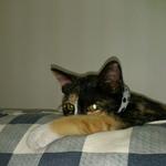 ✪ Miu Miu ✪ - Domestic Short Hair Cat