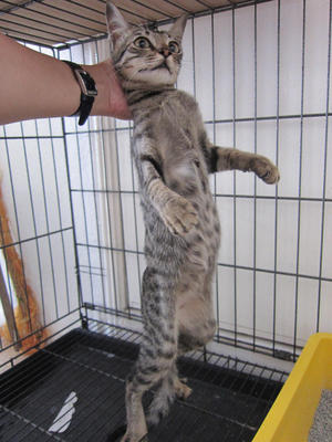Leopard-ish Cat - Domestic Short Hair Cat