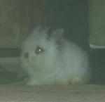Teddy Bear Bunnies - Angora Rabbit Rabbit