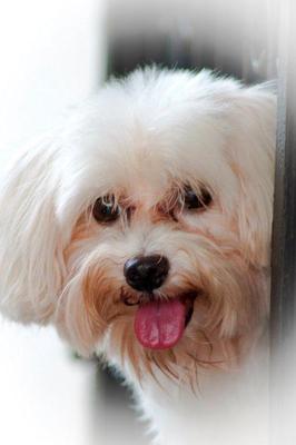 Shiro - Maltese + Terrier Dog