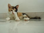 Calico - Domestic Short Hair Cat