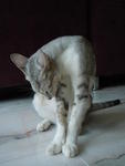 Ketot - Tabby + Domestic Short Hair Cat