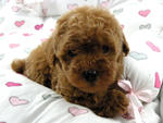 Taiwan Lineage Toy Poodle - Poodle Dog