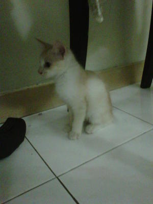 Kiki And Lala - Domestic Short Hair + Domestic Long Hair Cat