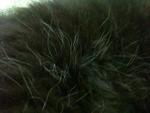 Color Smoke Male - Domestic Long Hair Cat