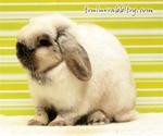 I.j. - Holland Lop Rabbit