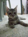 Onyx - Domestic Short Hair Cat