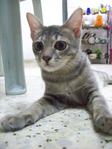 Onyx - Domestic Short Hair Cat