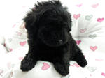 Dollyface Taiwan Lineage Toy Poodle - Poodle Dog