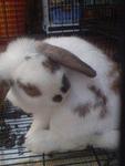 Oh..my long ear rabbit-JUMBO!