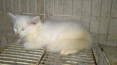 Shiba Ganju - Persian + Domestic Medium Hair Cat