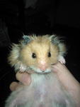 PF32297 - Syrian / Golden Hamster Hamster