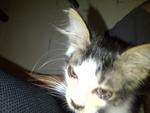 Timo - Domestic Long Hair Cat