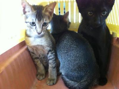 3 Little Kittens - Calico Cat