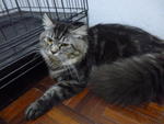 PF32666 - Domestic Long Hair + Persian Cat