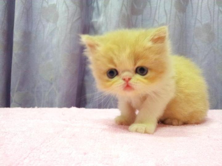 Flat Face Persian Cat For Sale - 7 Popular Cute Flat Faced Cat Breeds in The World ... - What is the appeal of a flat face cat for sale if it will suffer terrible quality of life and cost you thousands in vet's bills?