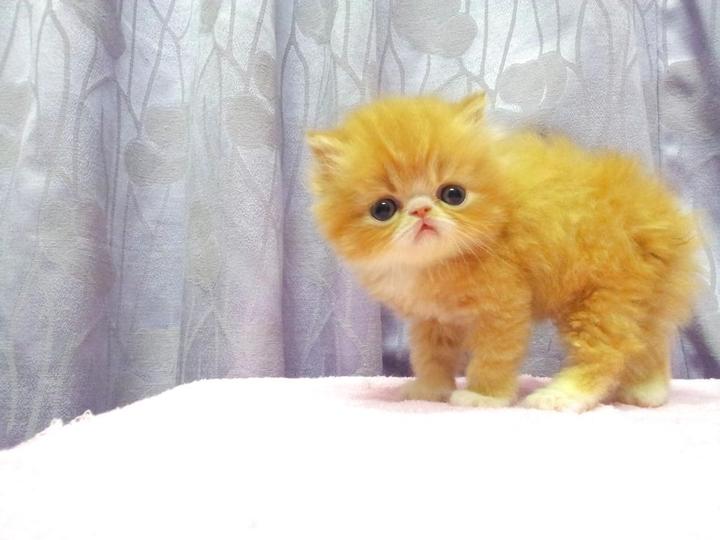 Persian Kitten Sold - 7 Years 3 Months, Flat Face Persian 