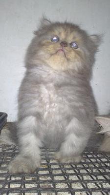 Zabimaru - Persian + Domestic Long Hair Cat