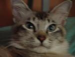 Ayumi Yamada A.k.a Ayumi A.k.a Ayu - Domestic Short Hair Cat