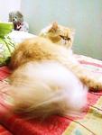 Aramis - Persian Cat