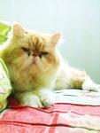 Aramis - Persian Cat