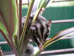 Sparklez - Sugar Glider Small & Furry