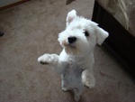 Snow - Schnauzer Dog