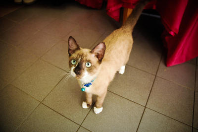 Boboy - Siamese Cat