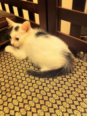 Maru The Mixed Kitten - Domestic Medium Hair Cat