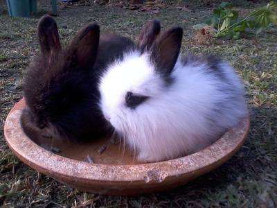 angora rabbit bunnies sold 6 years 5 months baby rabbit anggora